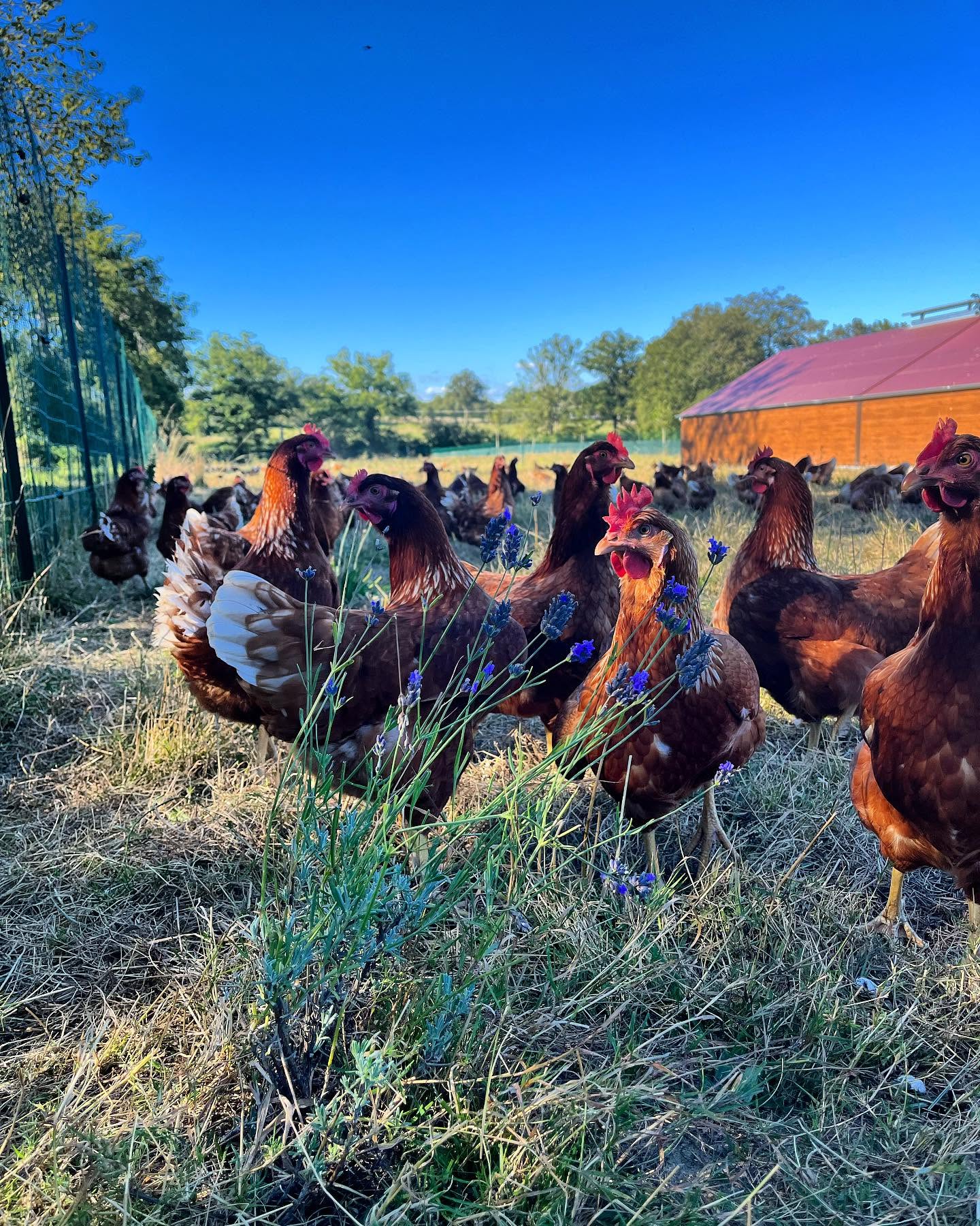 Poules rousses O'CotCot au milieu de brins de lavande en fleur