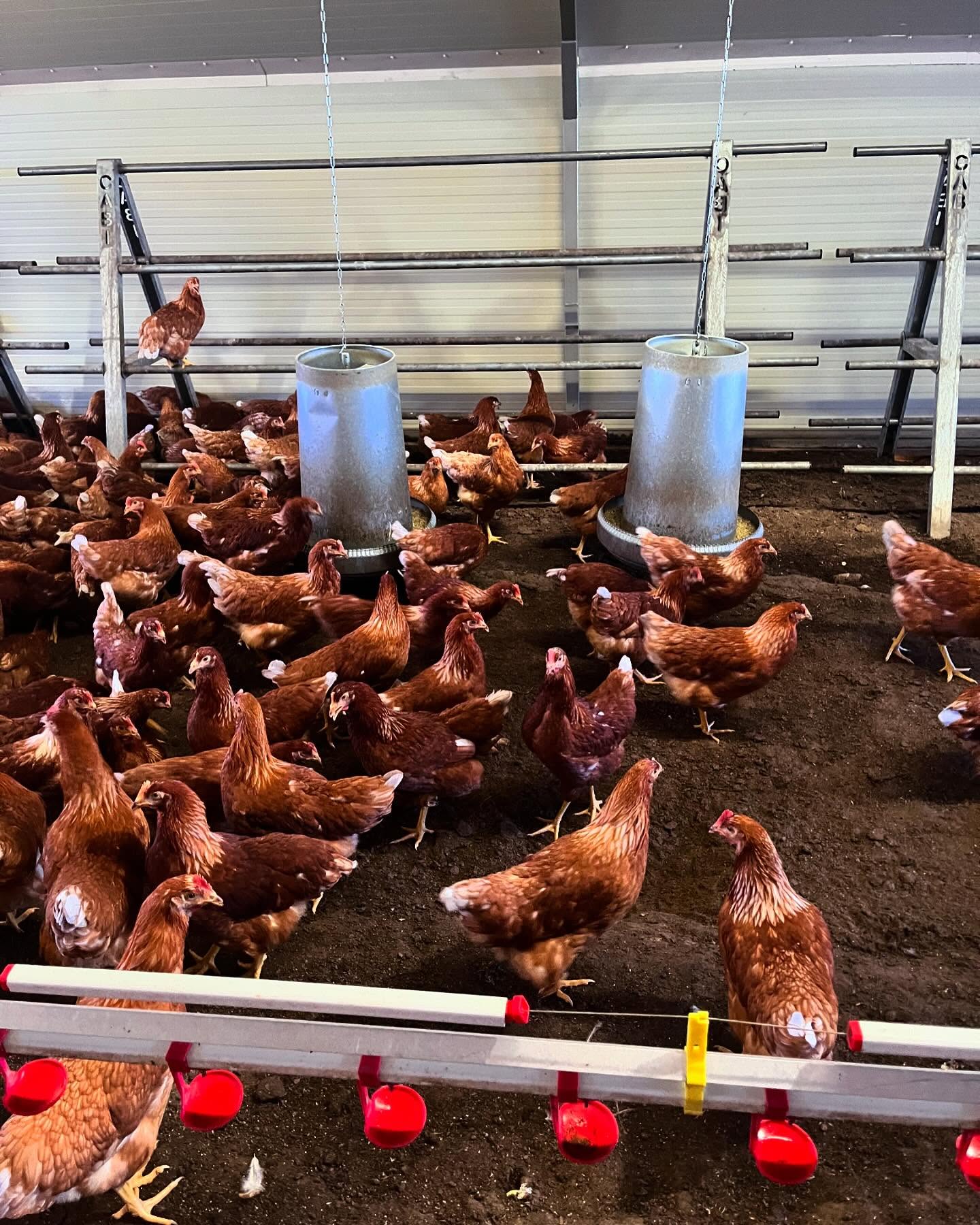Intérieur du poulailler : poules aux mangeoires