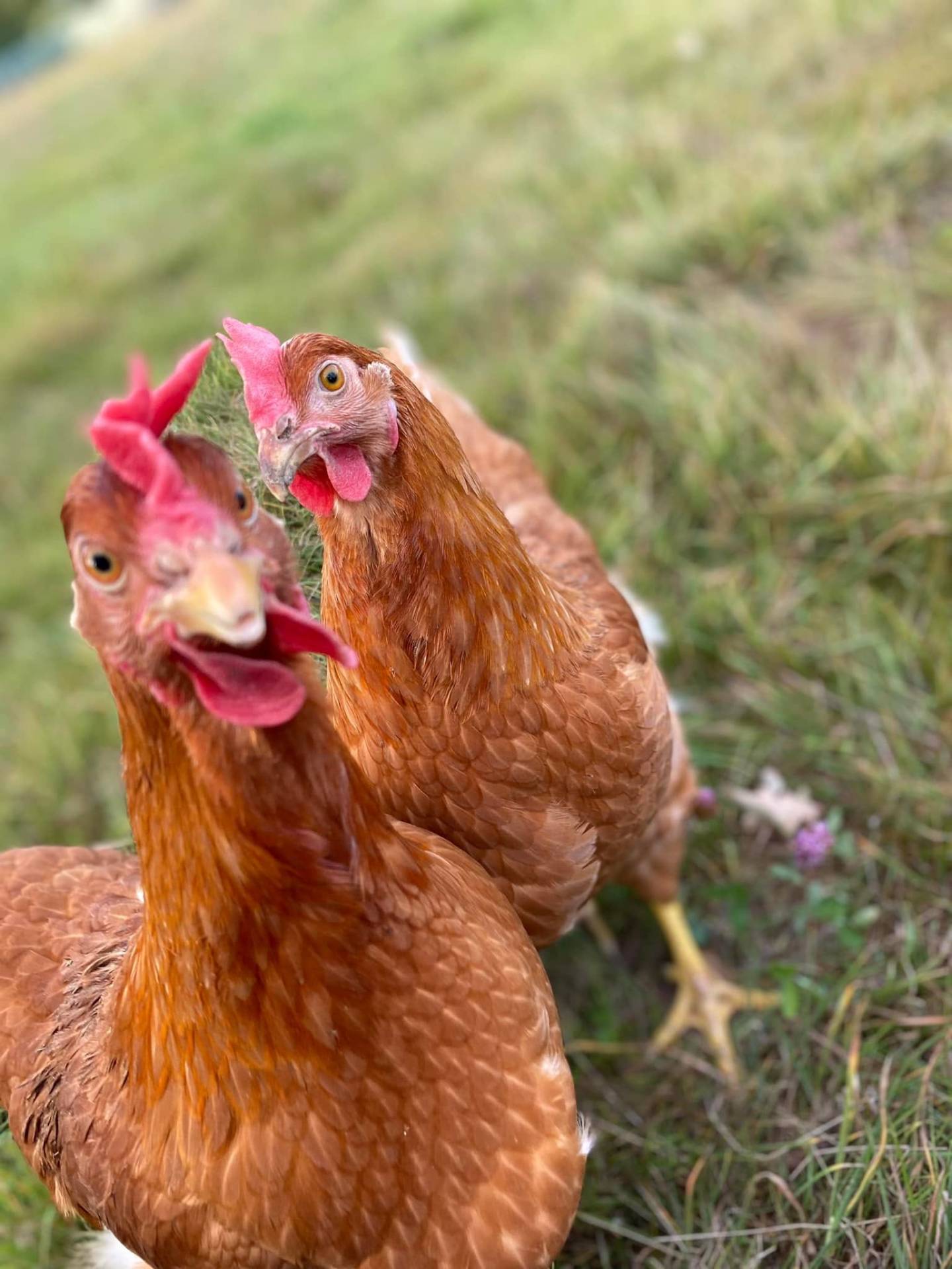 Poules curieuses face à l'appareil photo